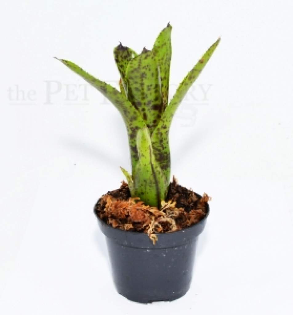 Neoregelia doris